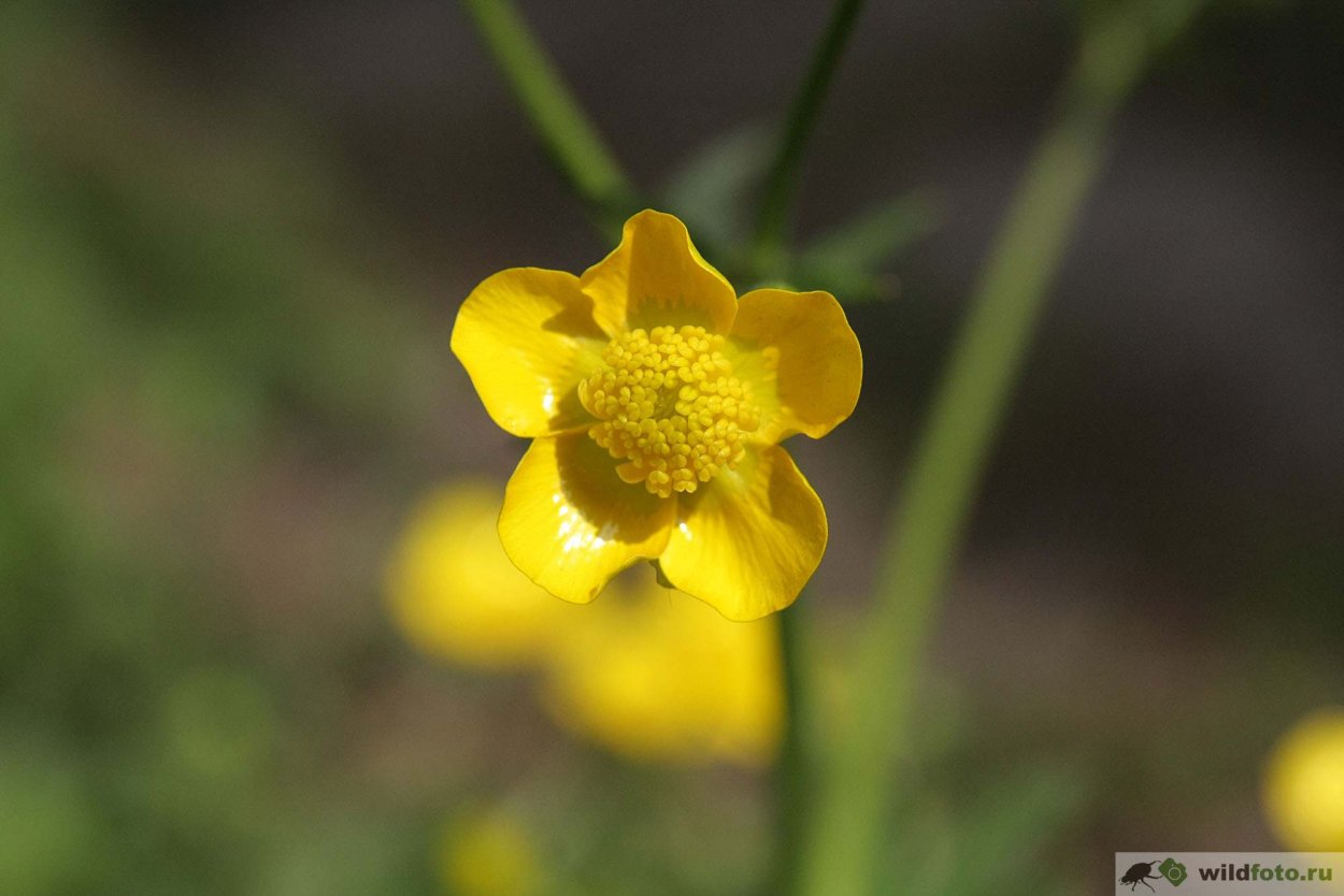 Лютик клубненосный