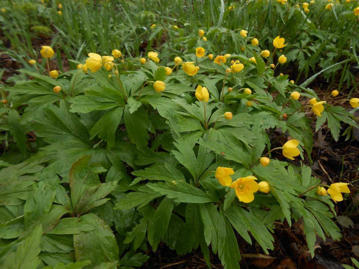 Первоцветы калужница Болотная