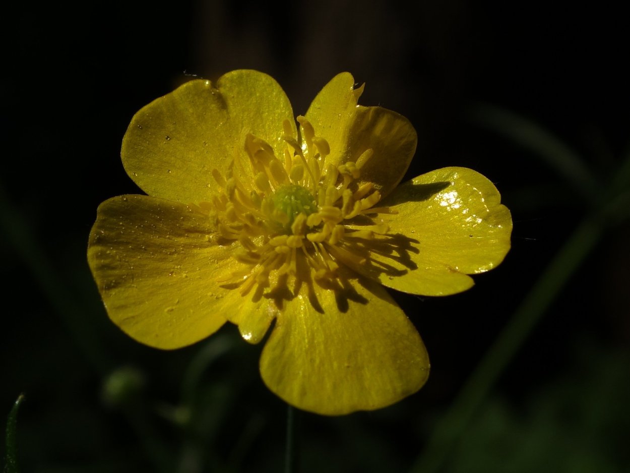 Плейохазий Лютика