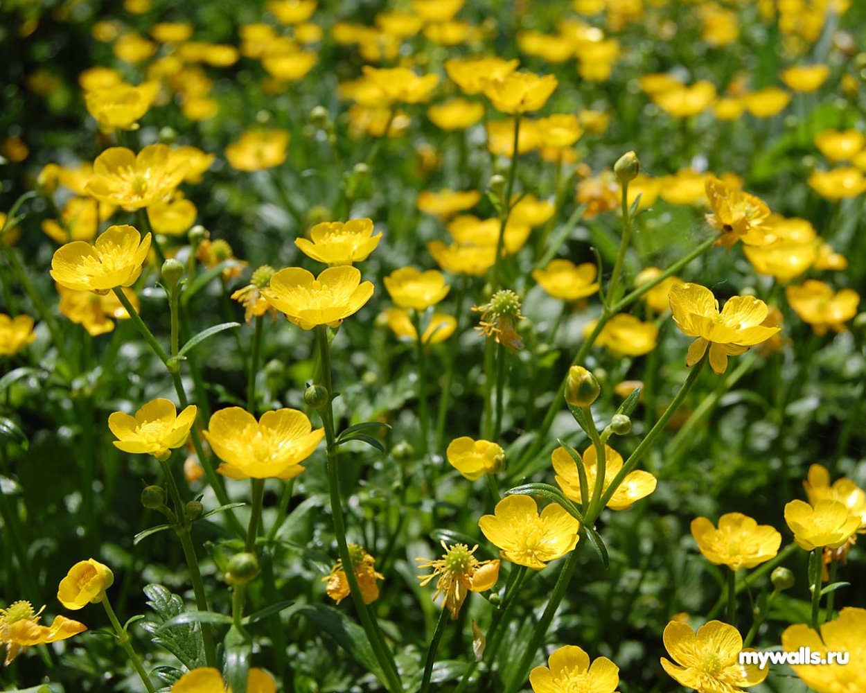 Лютик едкий