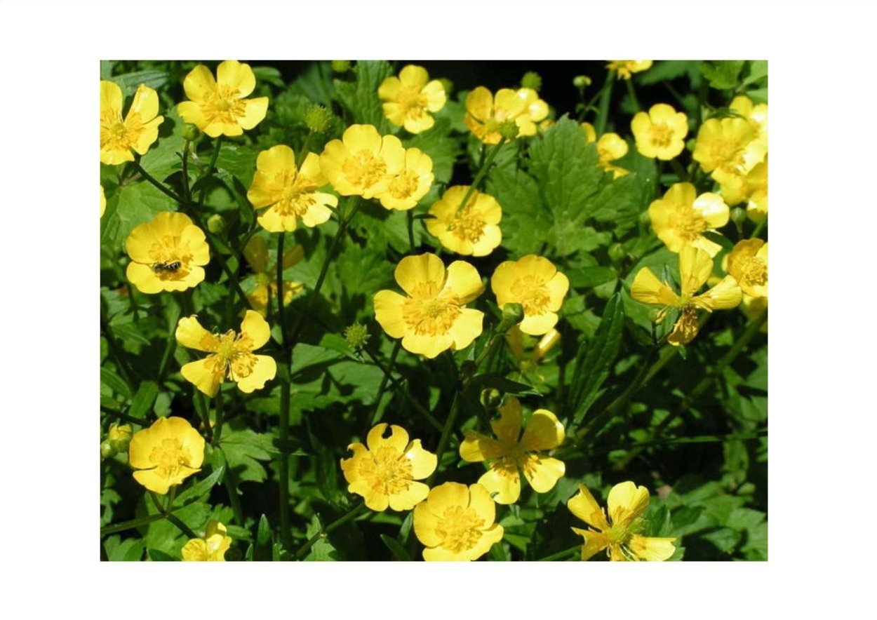 Лютик Сибирский