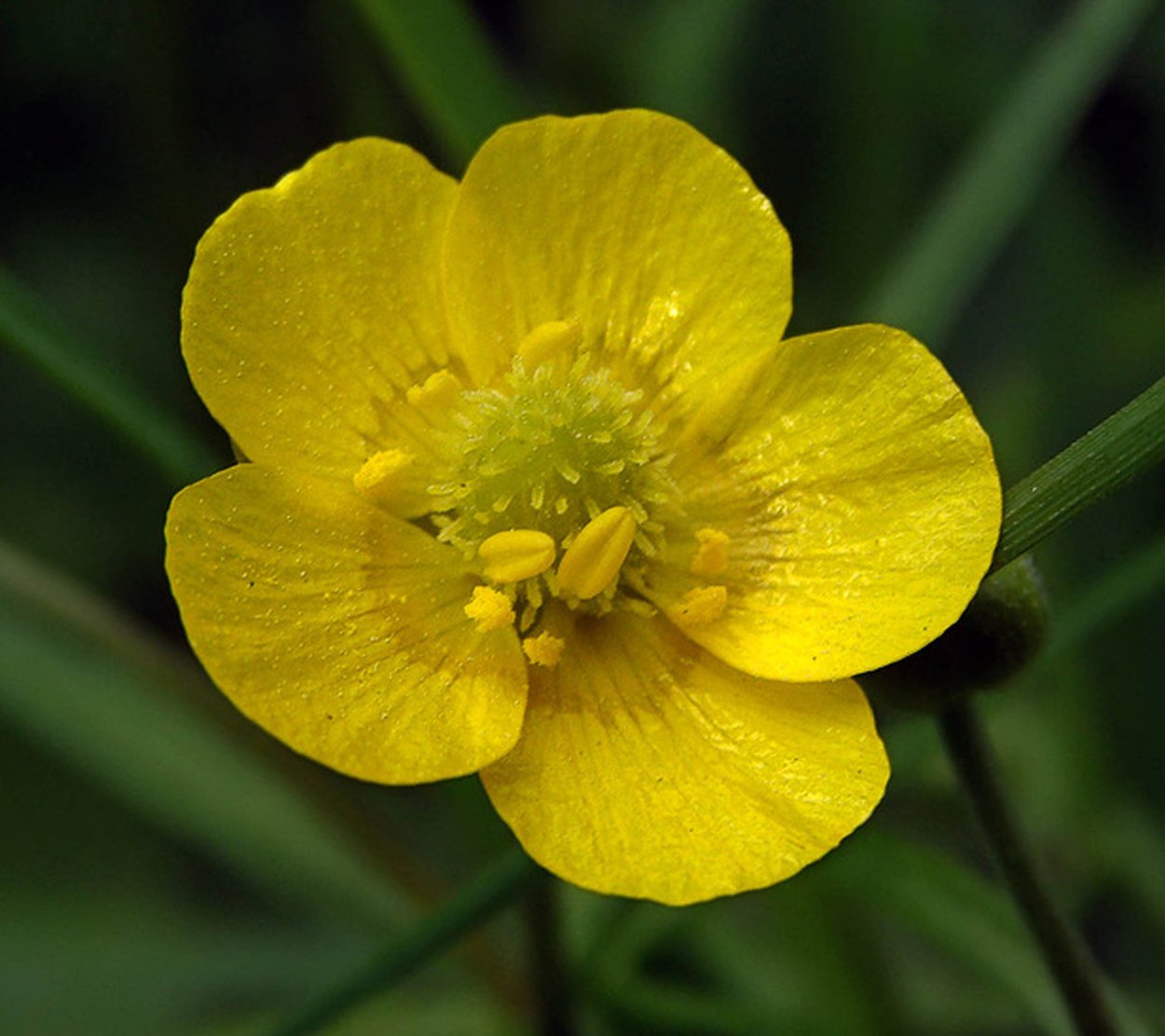 Лютик куриная слепота