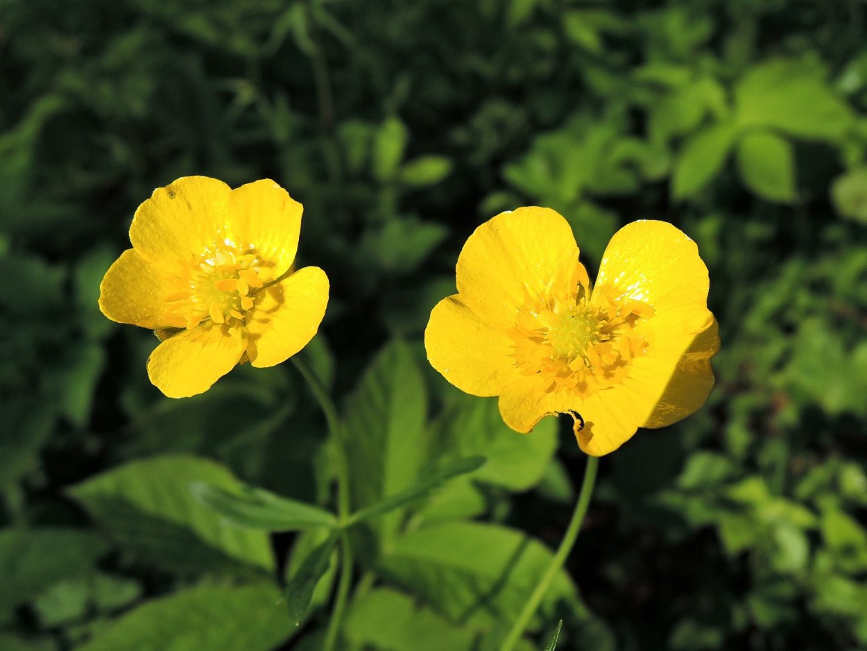 Лютик едкий (Ranúnculus Ácris