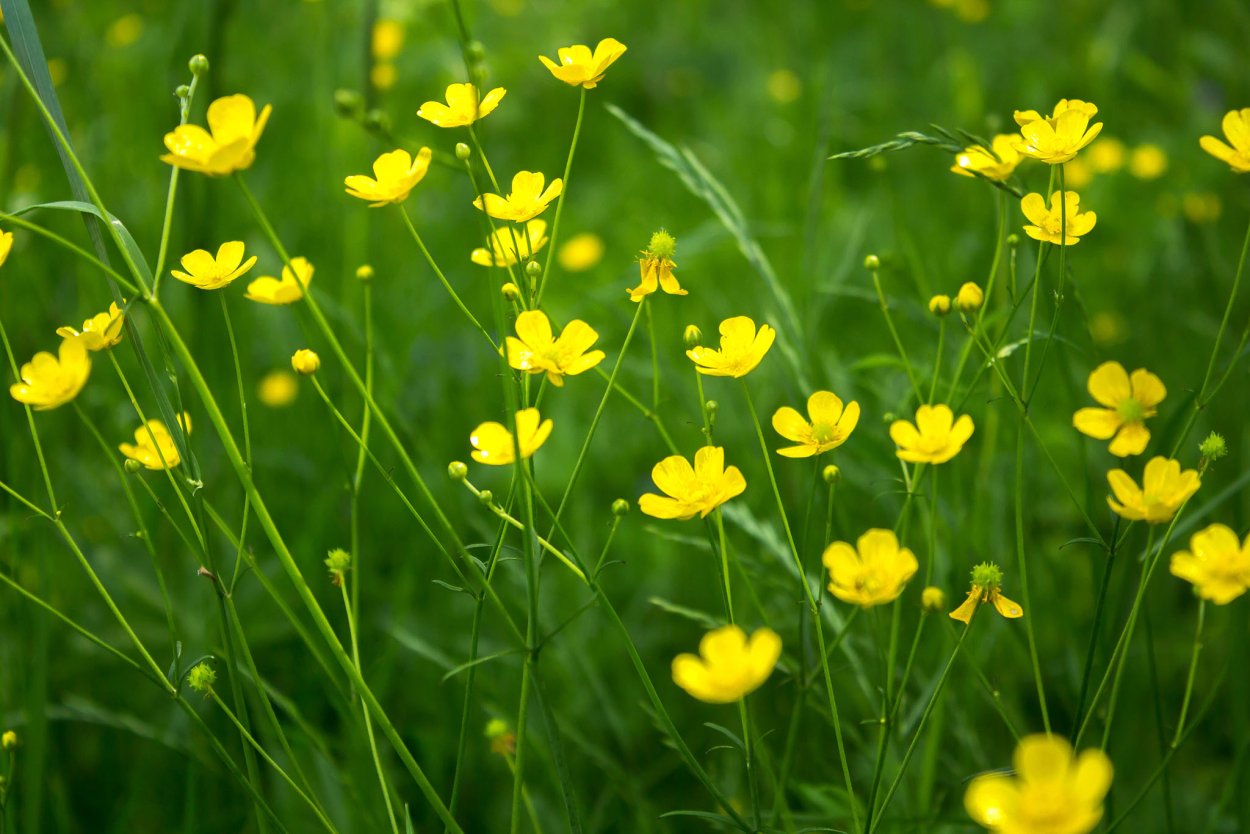 Лютик полевой