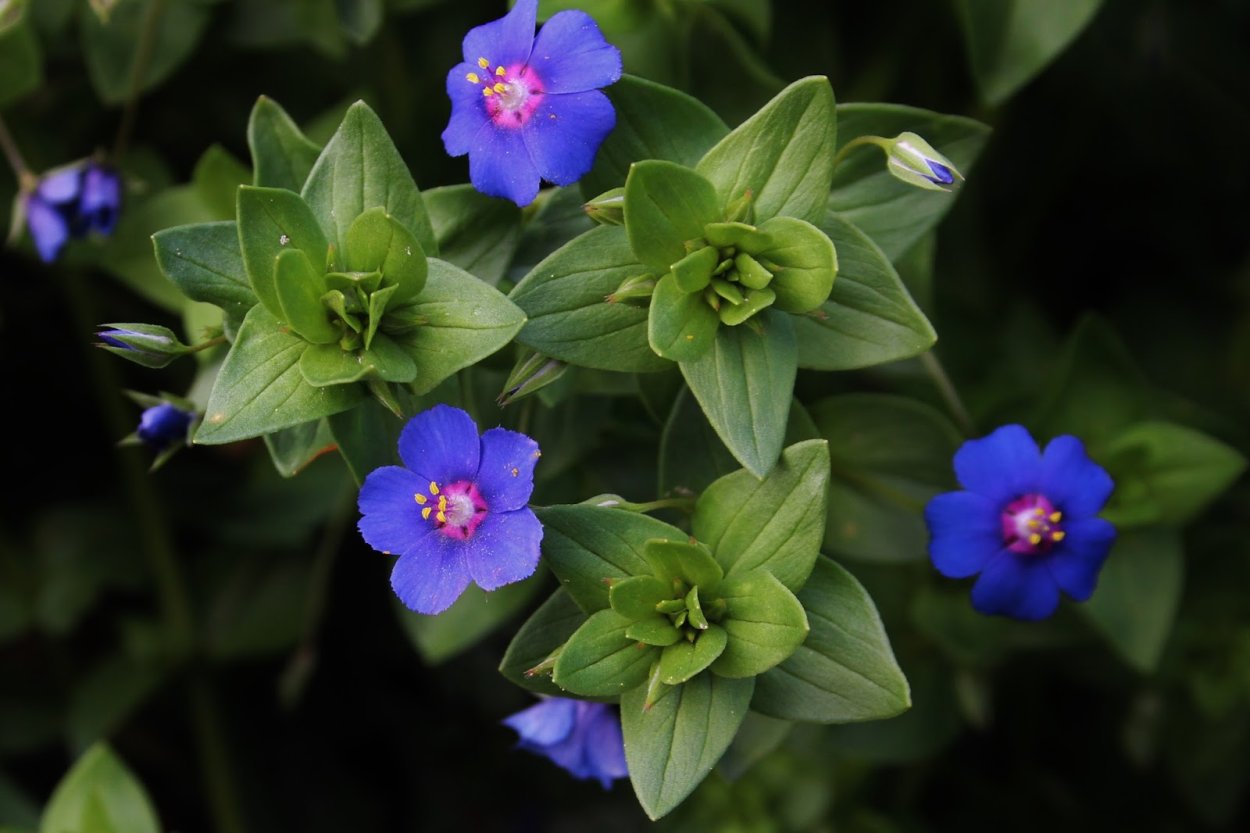 Очный цвет (Anagallis SP.)