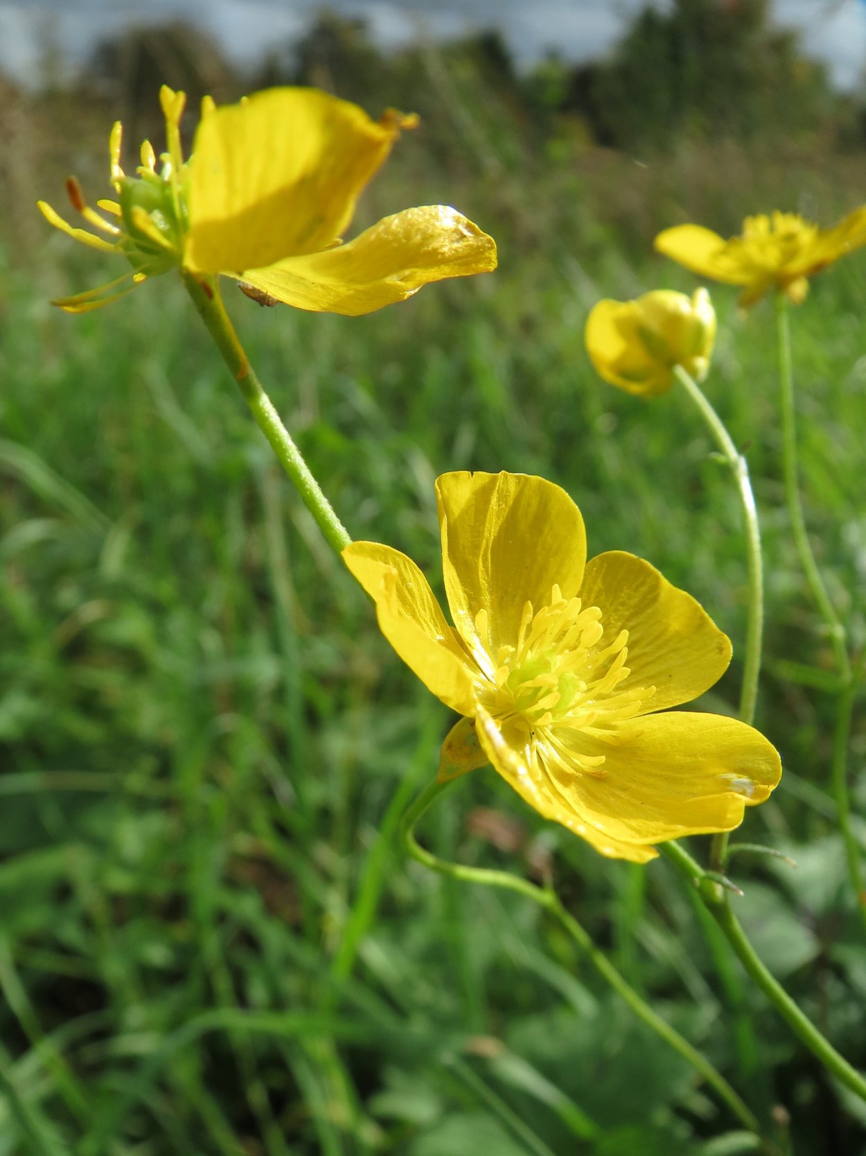 Лютик ползучий и едкий