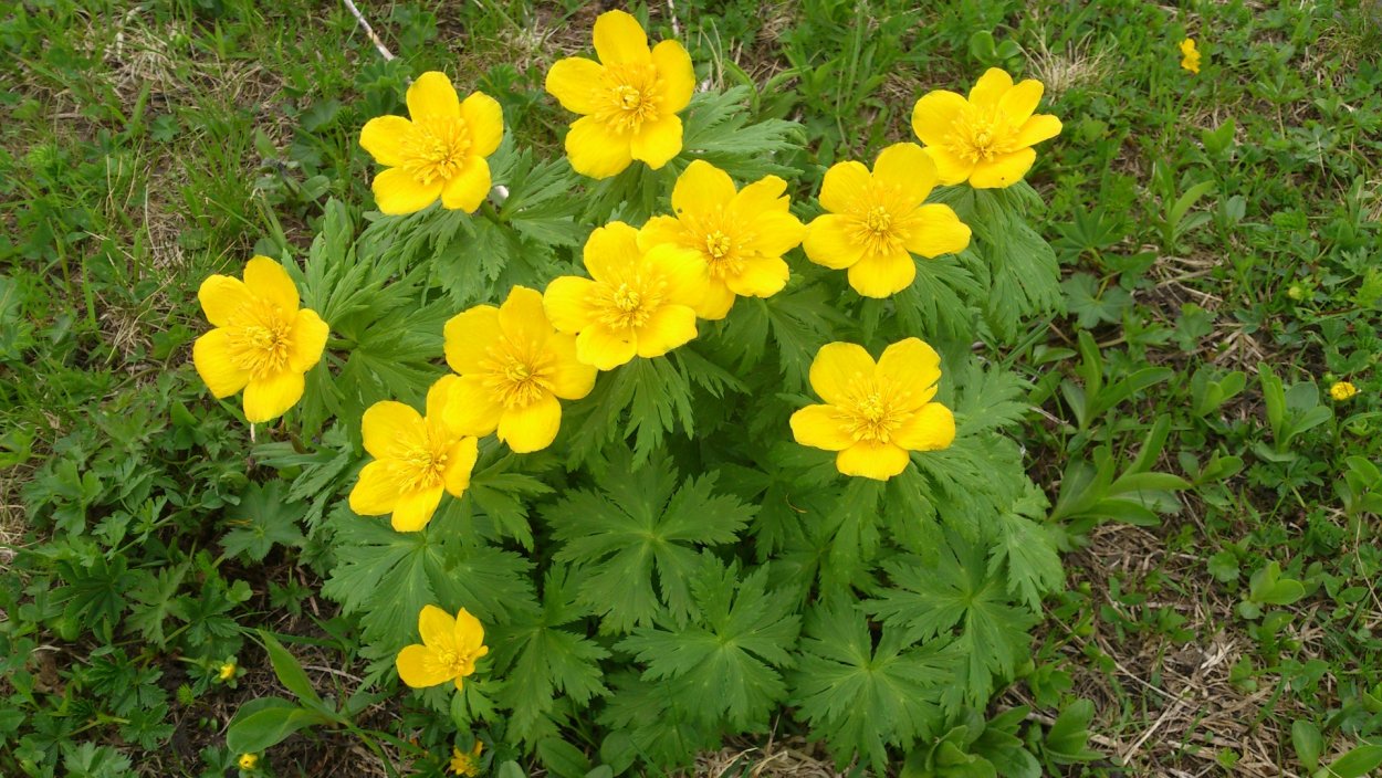 Куриная слепота цветок