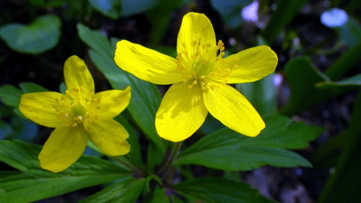 Куриная слепота растение