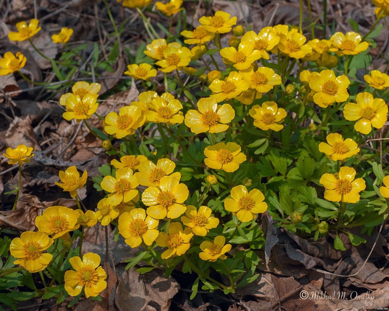 Ужовниколистный Лютик