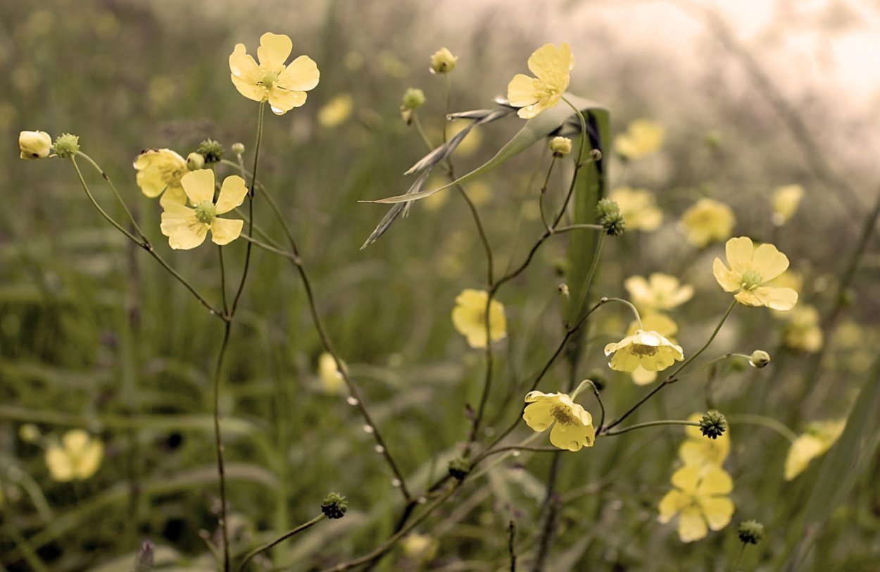 Лютик Луговой