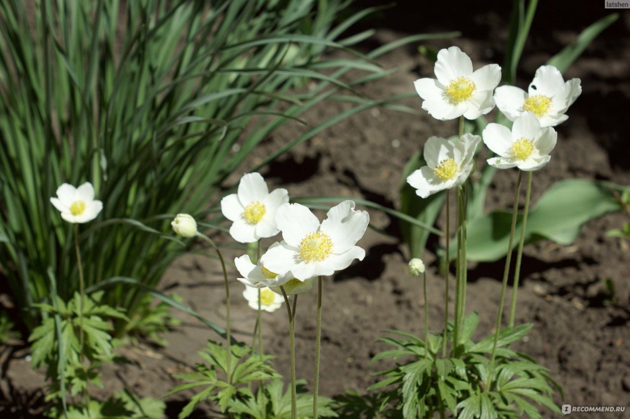 Лютик Елены