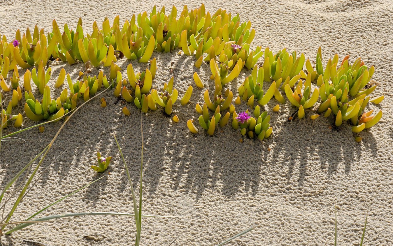 Salicornia perennans
