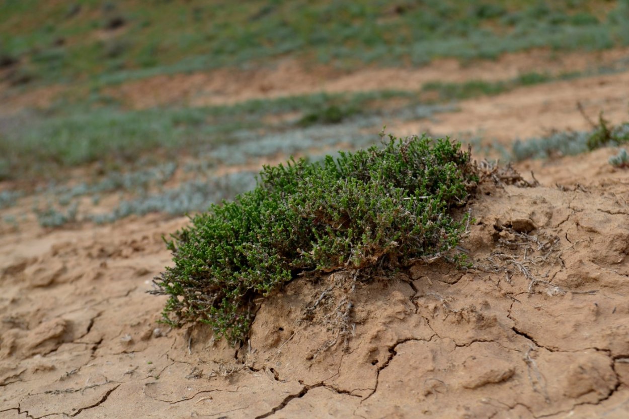 Растения полупустынь в России Полынь