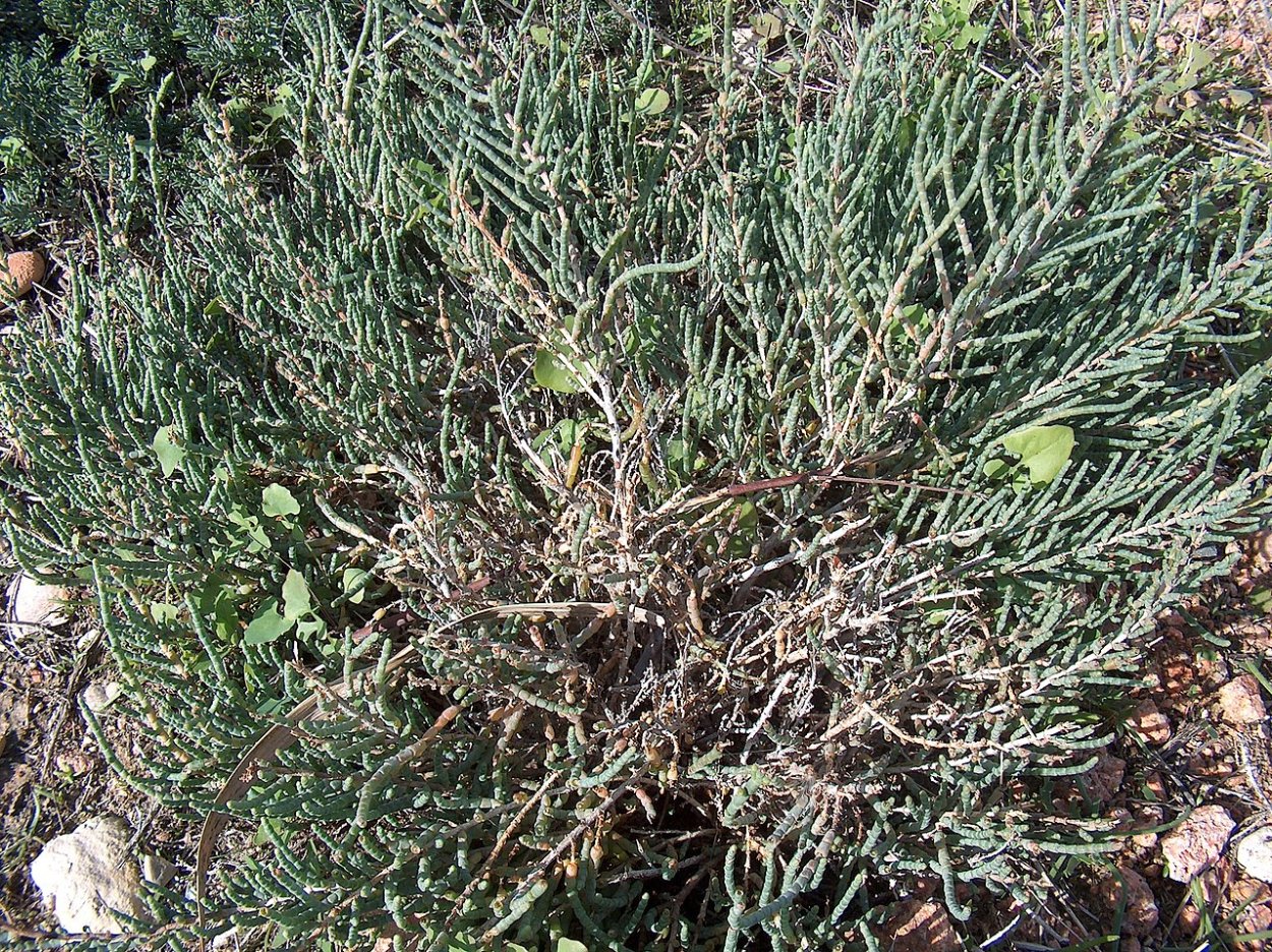 Ксерофиты растения пустынь