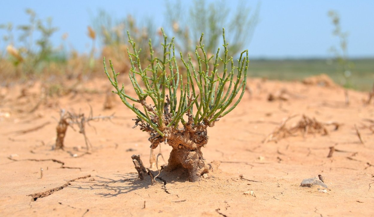 Сарсазан шишковатый