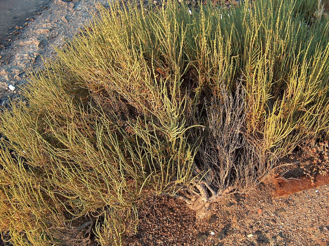 Солерос солончаковый