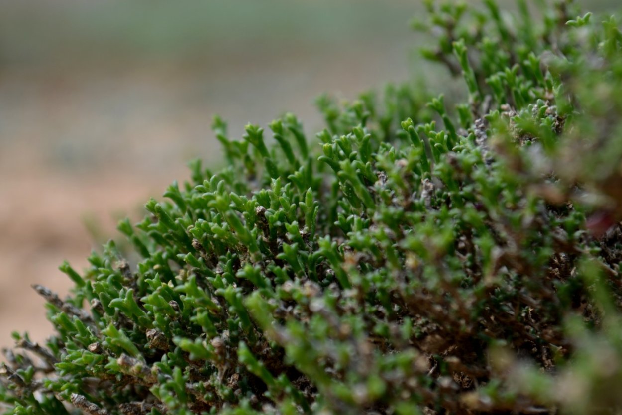 Солерос травянистый