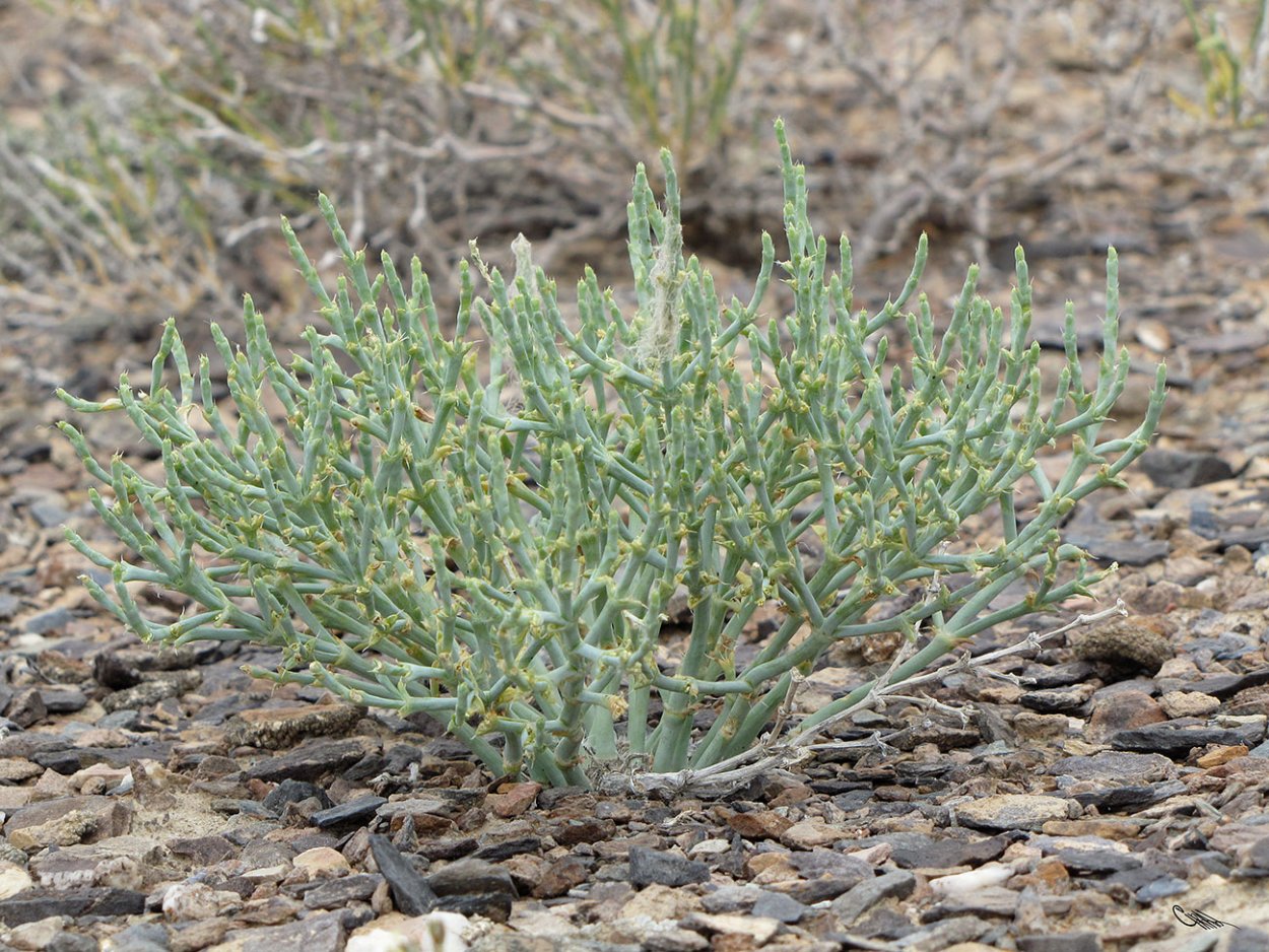 Джузгун растение пустыни