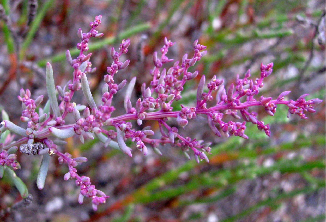 Сарсазан шишковатый
