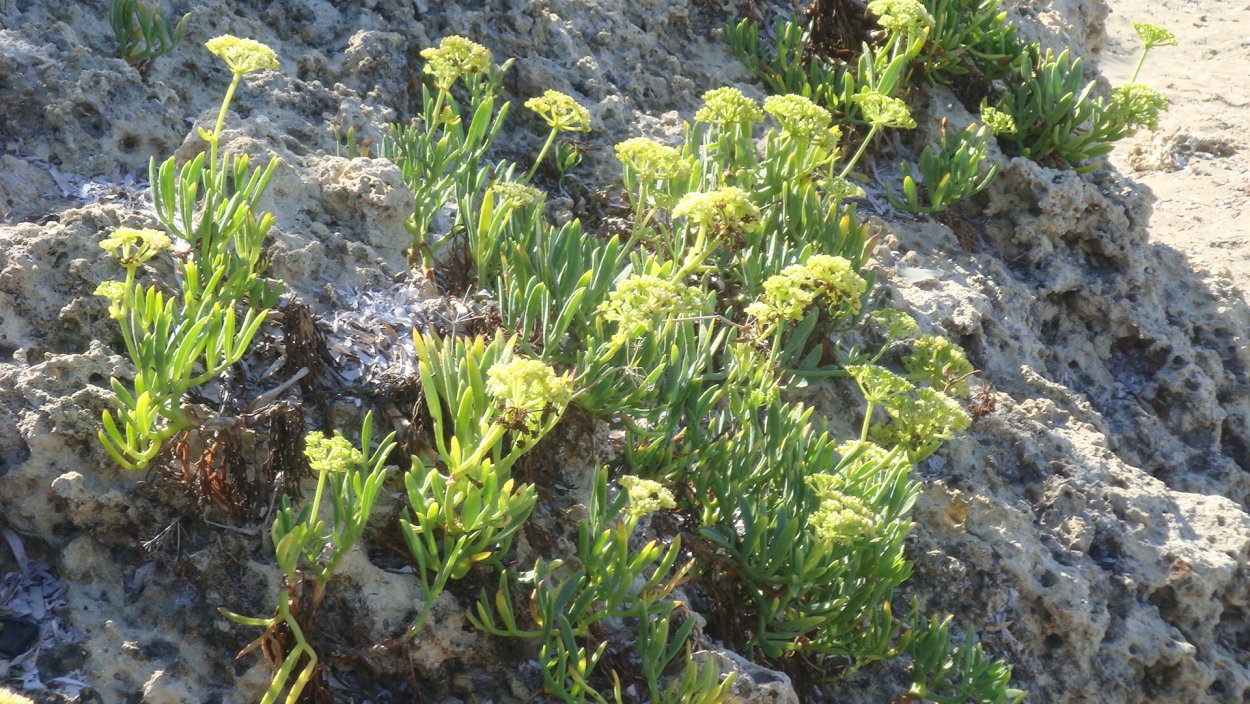Halophyte species Licorice