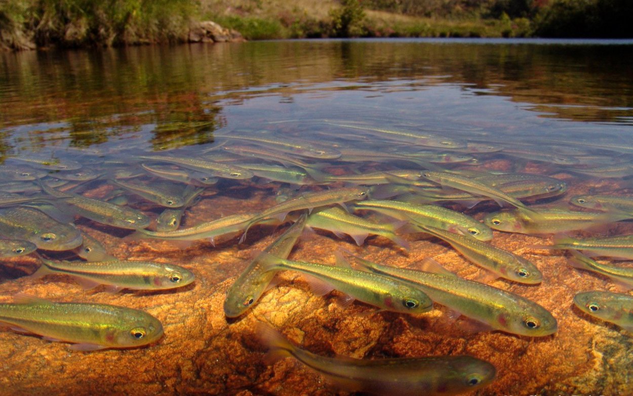 Пресноводные водоемы
