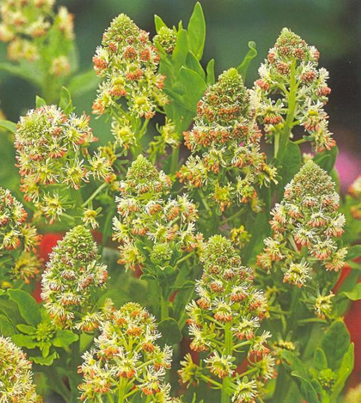 Резеда душистая