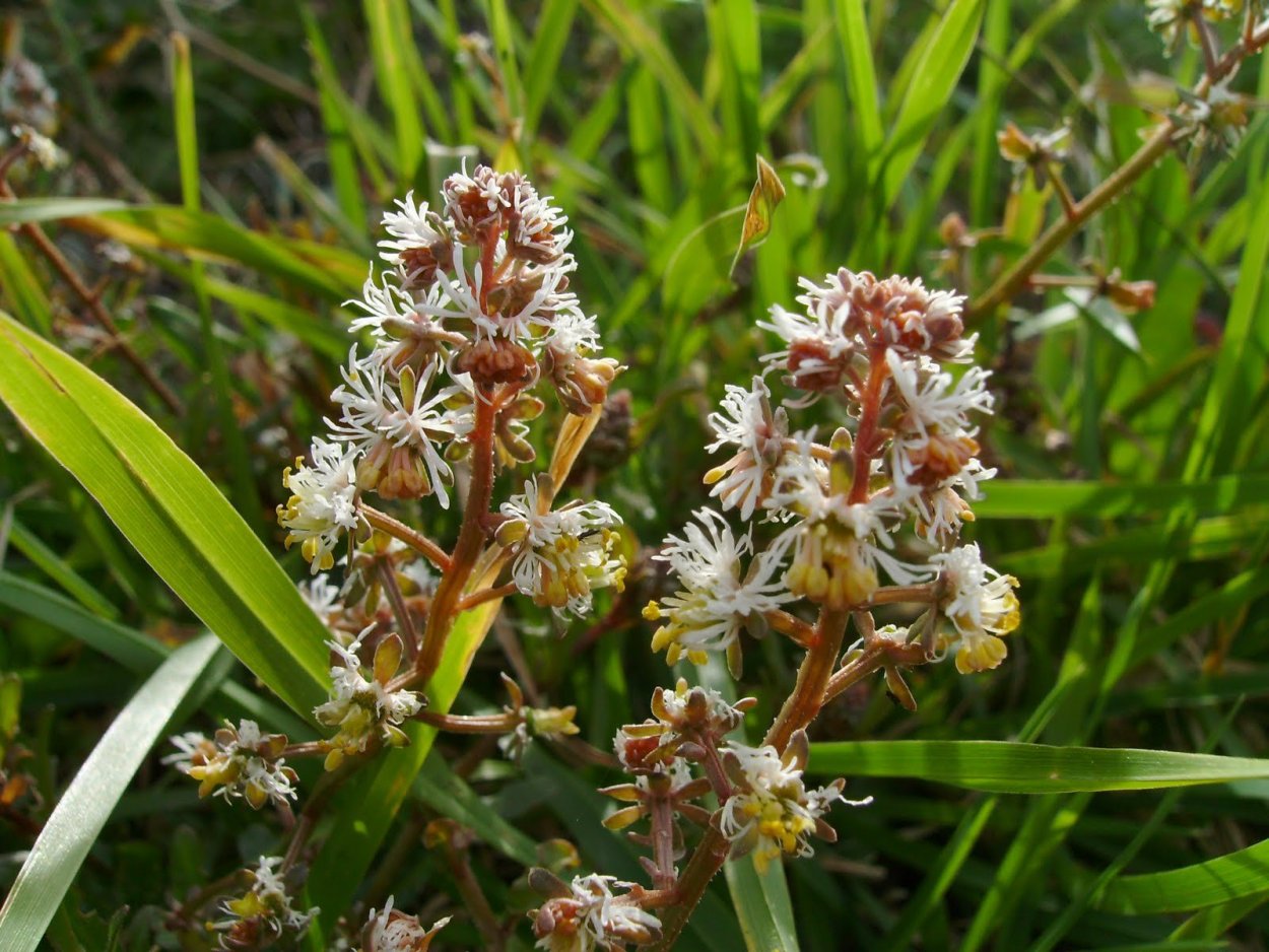 Вероника длиннолистная белая