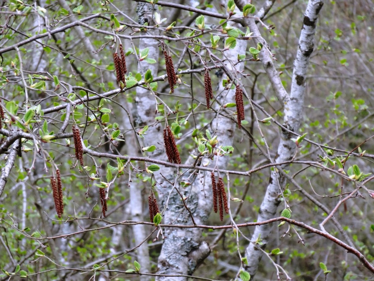 Рожь посевная гинецей