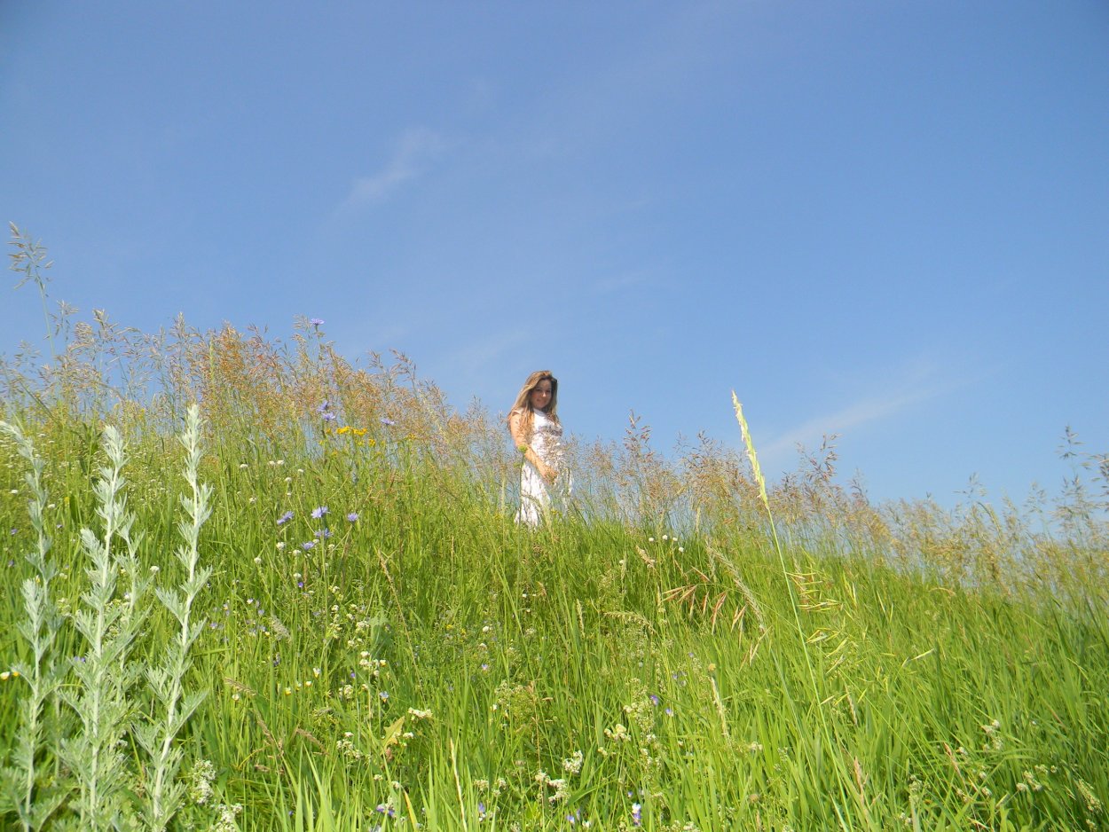 Люпин Russell Hybrids