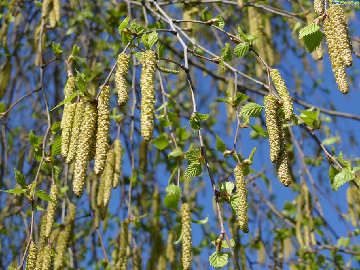 Сравнение ветроопыляемых и насекомоопыляемых растений таблица