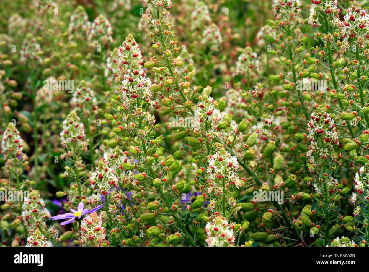 Резеда фото