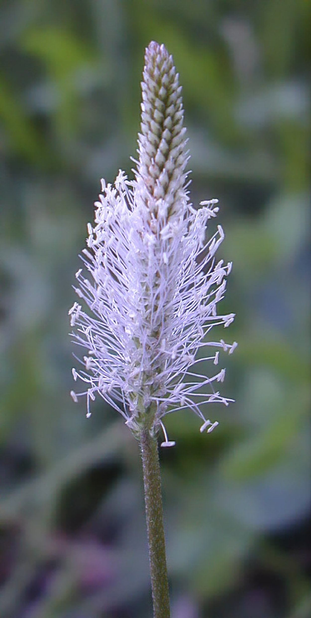 Береза повислая почки