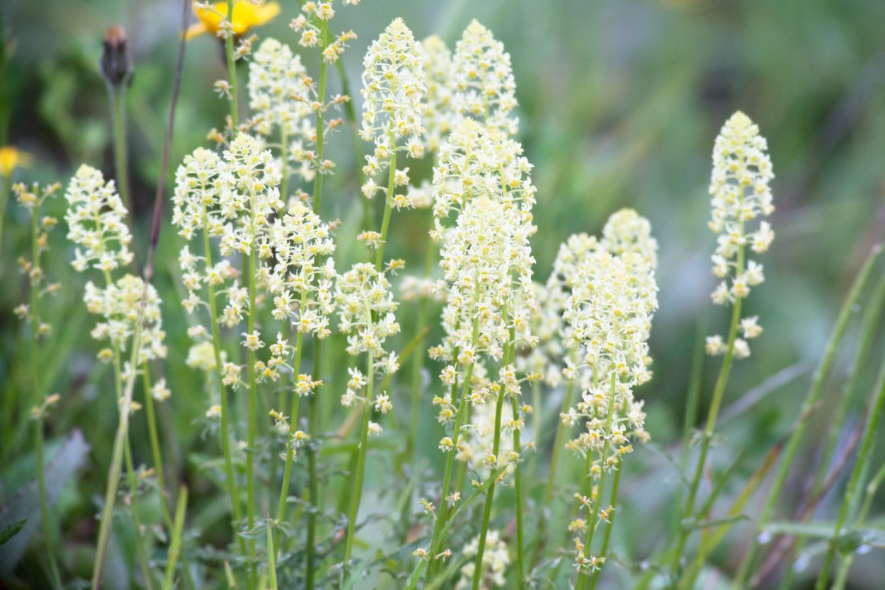 Резеда Давлетшина