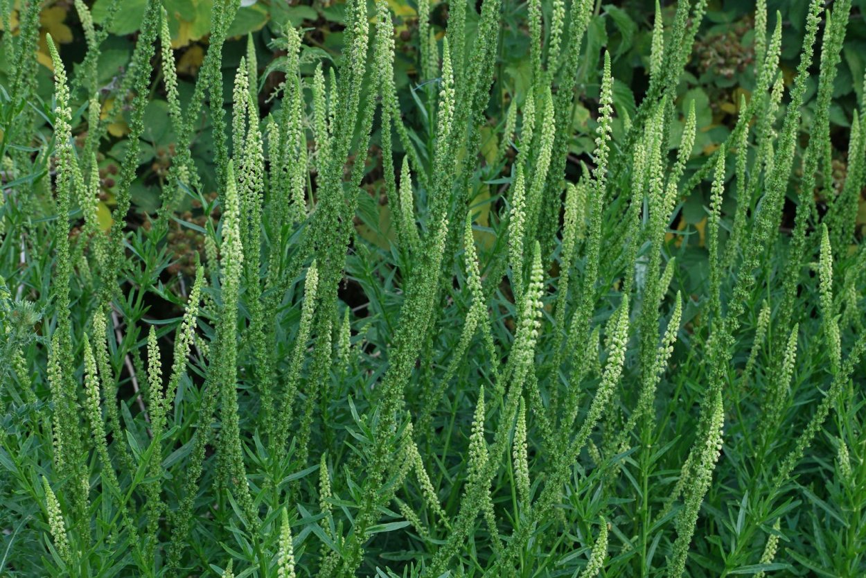 Reseda lutea l