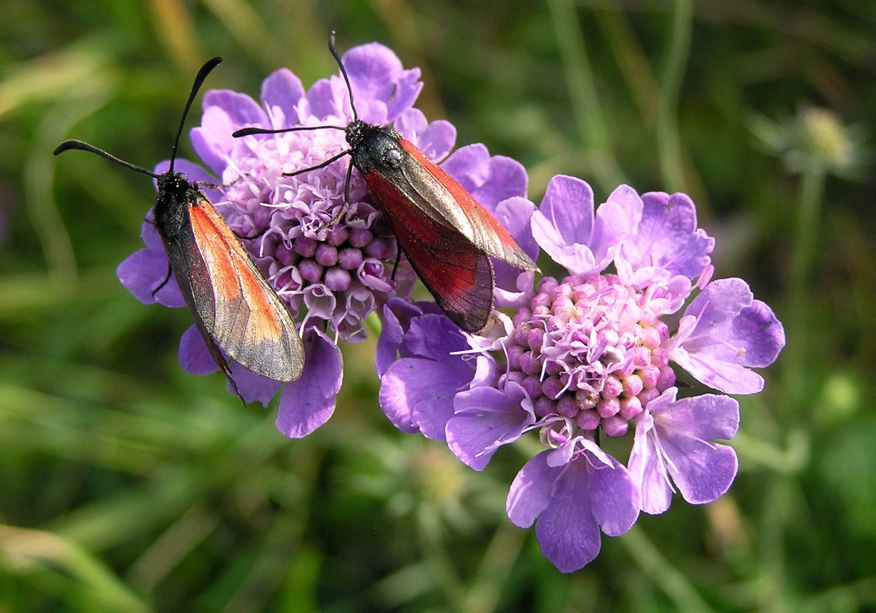 Пыльца березы повислой
