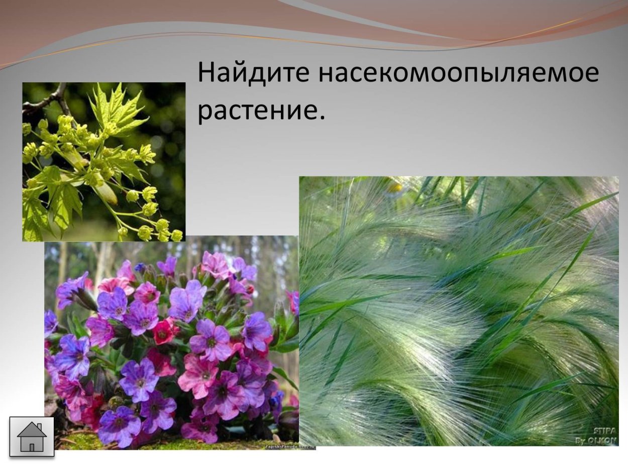 Лещина обыкновенная сережки