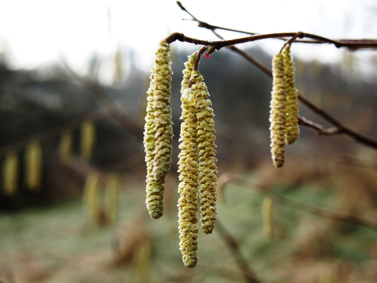 Приспособления растений к распространению плодов и семян