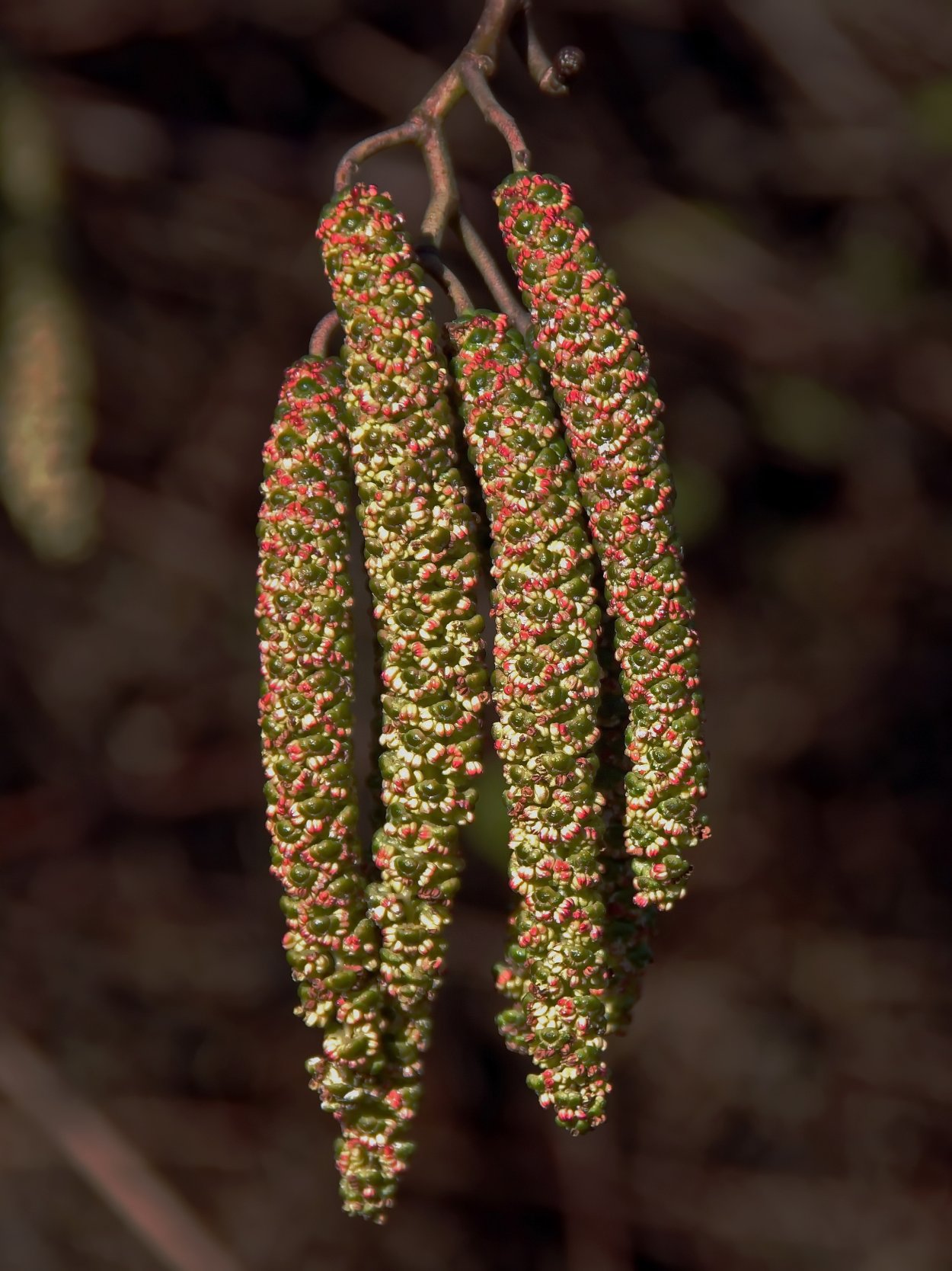 Сравнение ветроопыляемых и насекомоопыляемых растений таблица