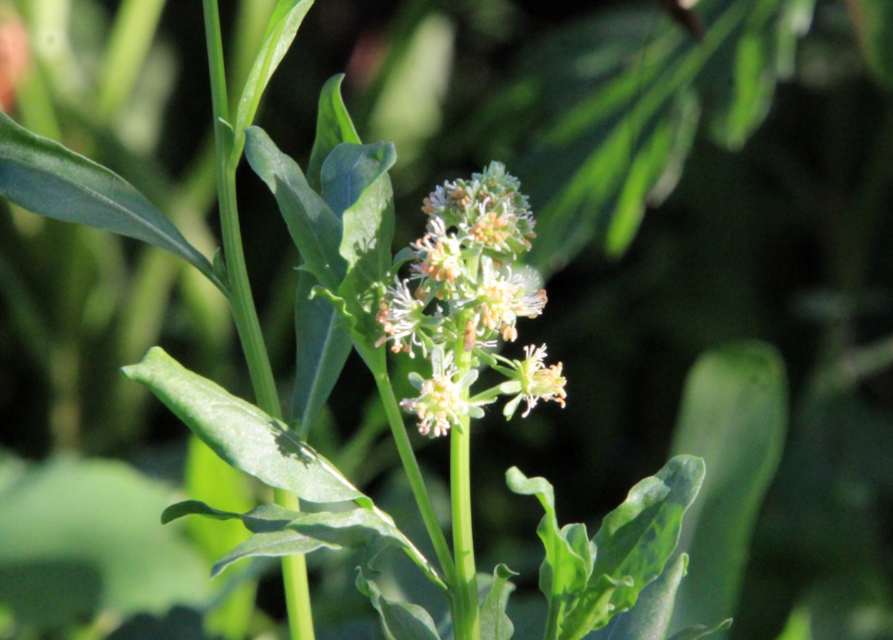 Хузина Резеда Ильсуровна