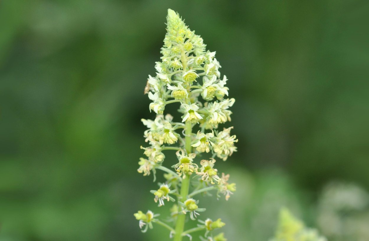 Резеда душистая Хавская