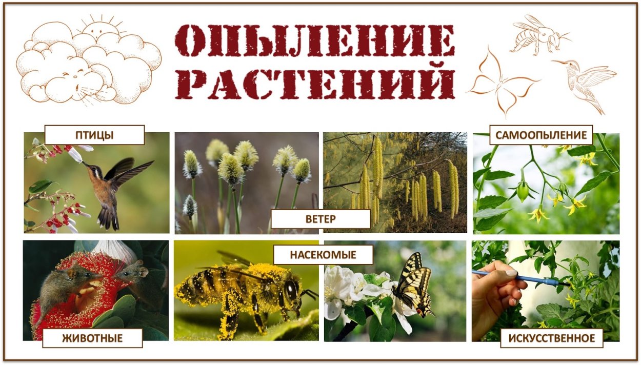 Эремурус оранжевый