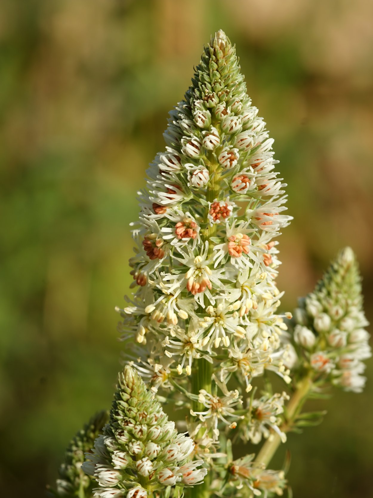 Reseda lutea и Lepidium perfoliatum