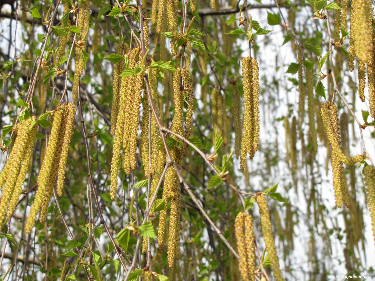 Растение рожь Зерновка