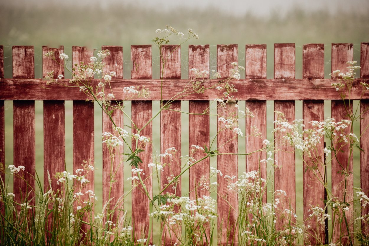 Трава у забора
