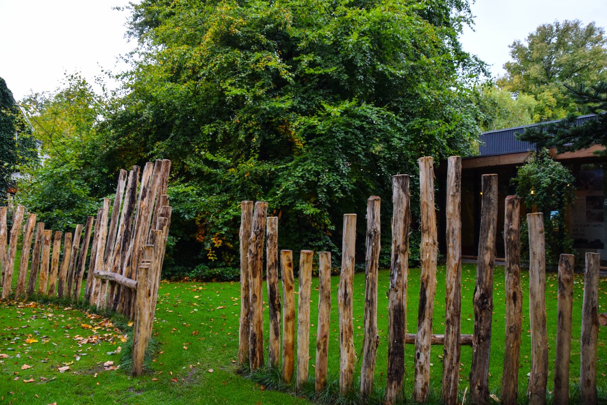 Изгородь в лесу