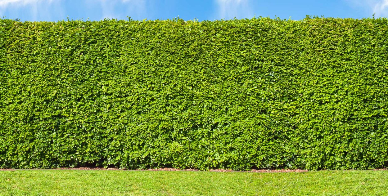 Мультяшные заборы