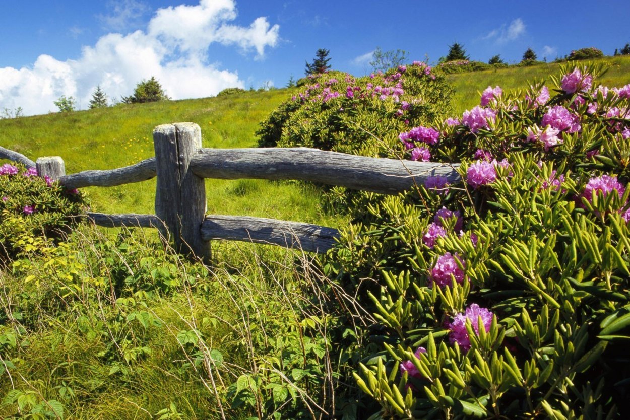 Лето в деревне