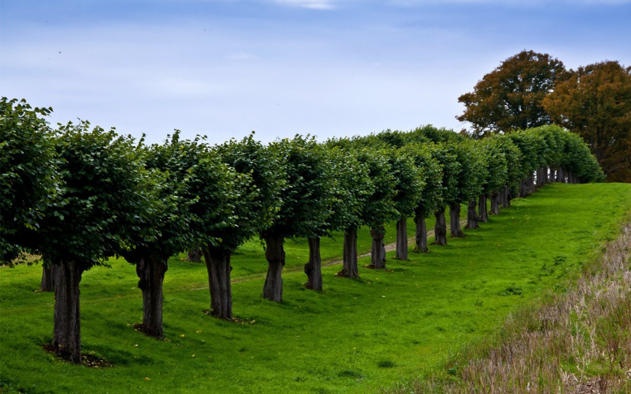 Старый забор