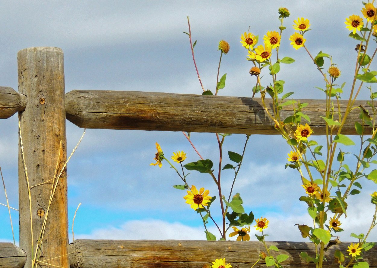 Парк с красивым забором