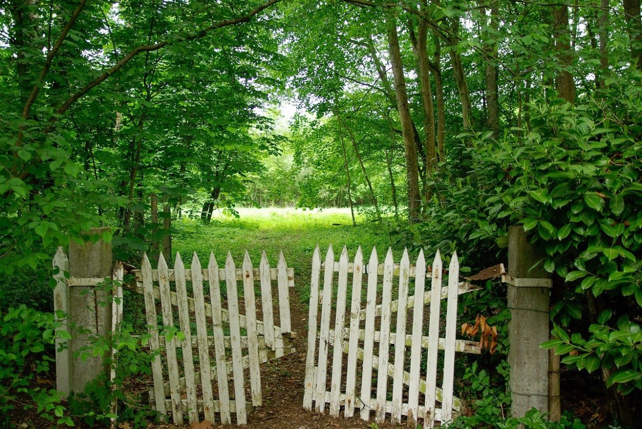 Виноград плющ